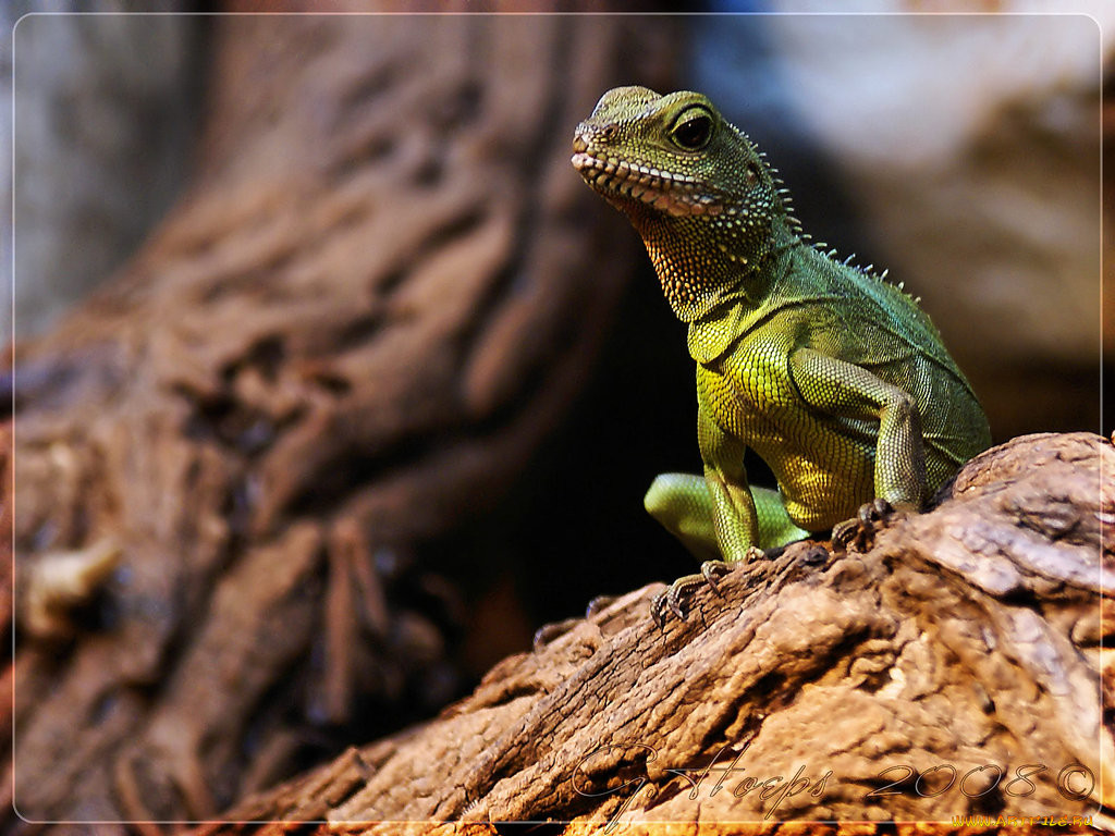 iguana, , , , 